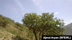 آرشیف- درخت های پسته در ولایت کندز. عکس جنبه تزئینی دارد