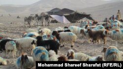 زنده گی سنتی کوچی ها در افغانستان 