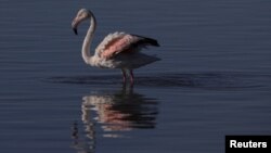 تصویر آرشیف: فلامینگو 