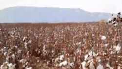 Diňle: Lebapda pagta ýygym möwsümini 12-nji dekabra çenli dowam etdirmek göz öňünde tutulýar