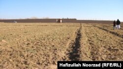 بخشی از کشت و زراعت در گوشه یی از ولایت فراه که در نتیجه سردی هوا تخریب شده است