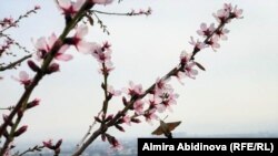Ошто бадам, өрүктөр гүлдөдү. 