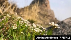 Ошто тоо бооруна ачылган гүл. Март, 2022-жыл. 