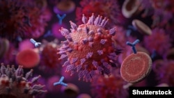 Коронавирустун “омикрон” штаммынын көрүнүшү.