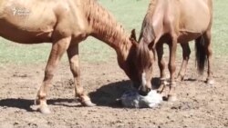 Талас: Казакстанга мал өткөргөн уурулар