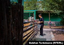 Ыктыярчы кыз зоопарктагы тосмолорду жууп жатат. Аны лама кызыгуу менен карап турган учуру.