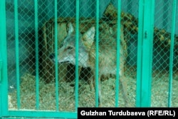 Карышкыр - Арчи.