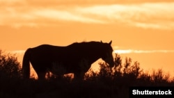 Иллюстрация.