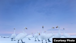 Фотография Стефано Унтертинера для National Geographic Magazine. Хоккайдо, Япония, январь 2010 года. Иллюстративное фото.