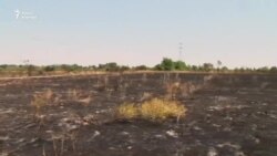 Ботанический сад вновь в центре скандала