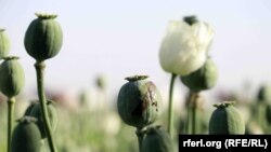 Ілюстрацыйнае фота: расьліны маку, зь якізх робяць сыравіну для наркотыкаў