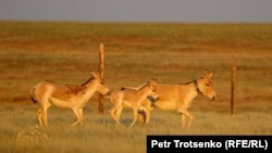 КБСА реинтродукция борборундагы куландар. Костанай облусу, 2022-жыл, 21-июнь