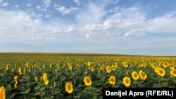 Иллюстратив фото