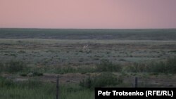 КБСА реинтродукция борборундагы кулан. Костанай облусу, 2022-жыл, 20-июнь