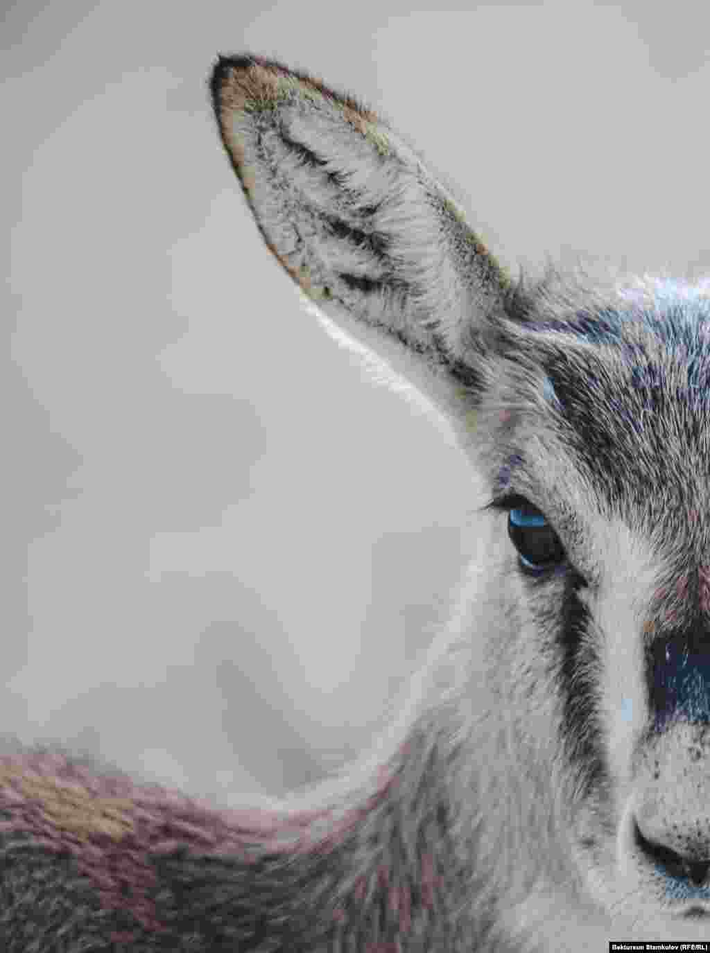 Адистер ушул тапта Казакстандан да жейрен алып келүүнү макулдашып жатат.