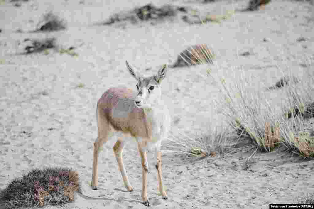 Жейрен Казакстанды, Орусияны, Өзбекстанды жана Иранды байырлайт. Бирок Кыргызстанда бул жаныбардын аягы совет мезгилинде кыскара баштаган.&nbsp;