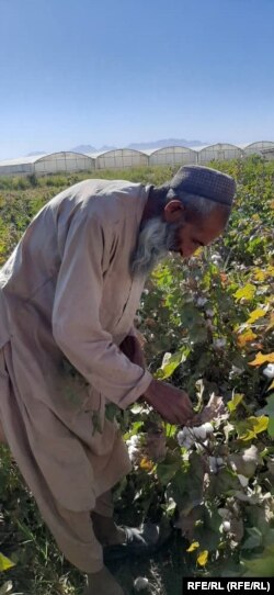 یک دهقان در فراه در حال کار در زمین هایش که پنبه کاشته است