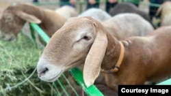 "Арашан" көргөзмөсү. 29-май 2022 Аламүдүн