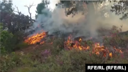 آرشیف- آتش سوزی از جنگلات نورستان آغاز شد