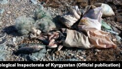 Иллюстрациялык сүрөт. 