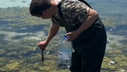 У берегов Каспия массово гибнет рыба