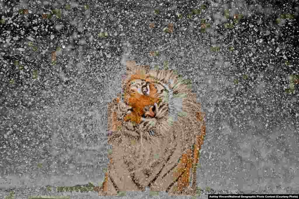 Зоопарк Као Кео, Таиланд