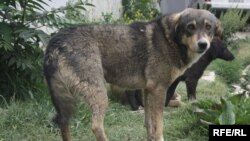 Собак в приюте "Бим" очень много, но и немногочисленных медведей отдать на время пожара некому.