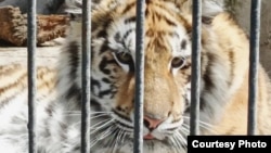 Василівський реабілітаційний центр для диких тварин налічує понад 200 видів
