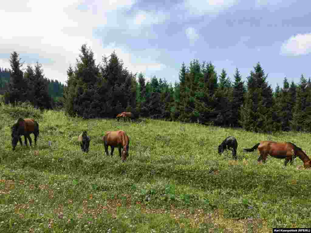 Көкжайлауда жайылып жүрген жылқылар.&nbsp;