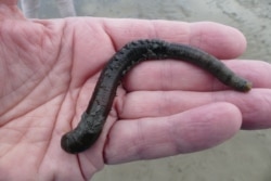 Деңиз кумчусу.