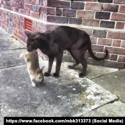 Кот Ходорковского