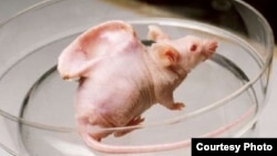 İnəyin qığırdaq hüceyrələrindən istifadə etməklə siçanın belində yetişdirilmiş qulaq formalı orqan