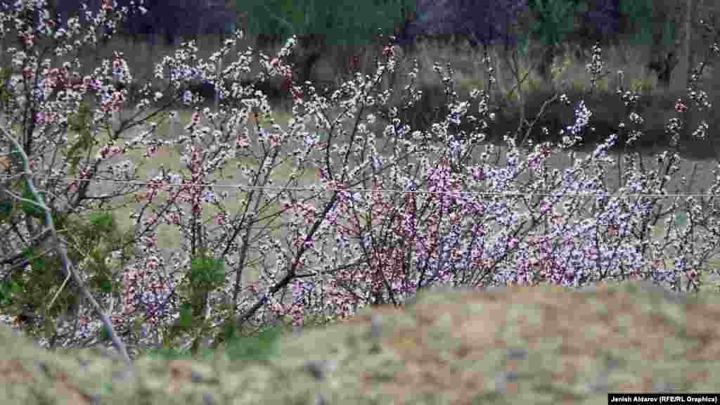 Баткен өрүгүнүн канттуулугу да эң жакшы деңгээлде экени тактыкталган. Буга негизги себеп аймакта аба ырайынын жана жер шартынын өрүк багына туура келиши башка аймактарга салыштырмалуу жагымдуу. 