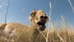 A Dangerous Road For Kazakhstan's Saiga Antelope
