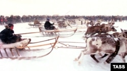 В эвенкийской семье родственники новорожденному дарили оленей