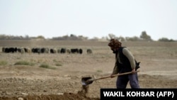 FAO: اگر کمک‌های به موقع با سکتور زراعت افغانستان صورت نگیرد، یک رکن اساسی اقتصاد این کشور از دست خواهد رفت.