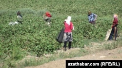 Illýustrasiýa suraty. Türkmenistanda pagta möwsümi bat alýar