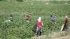 Добровольные сборщики хлопка в Туркменистане жалуются на низкую оплату труда