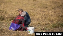 “Gury kesekli ýere bugdaý ekdiler”
