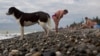 На бродячих собак, порой бегающих по берегу моря, поступает немало жалоб, в том числе от отдыхающих