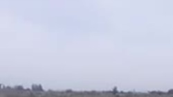 Қаровсиз ётган тутзор