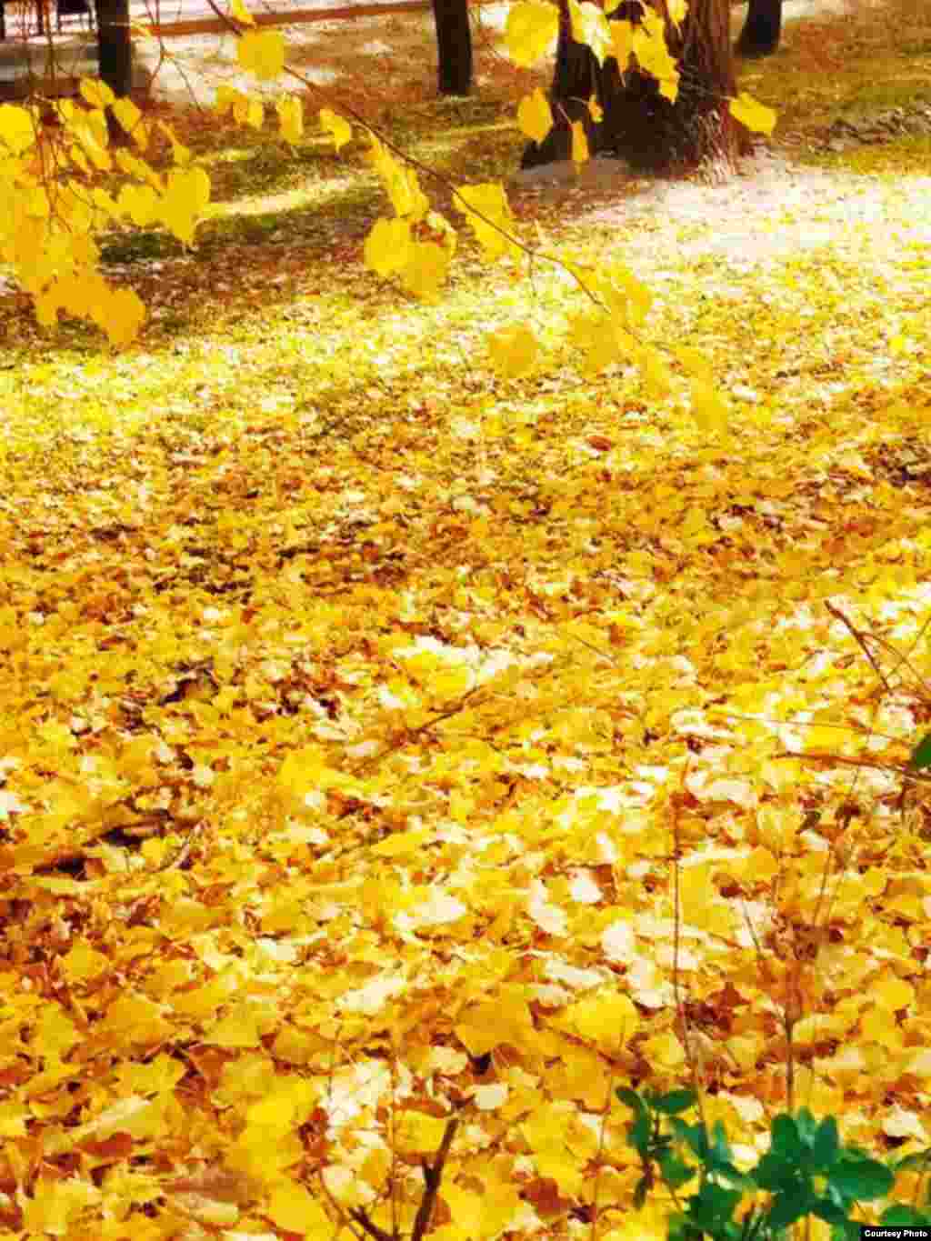 Булут тосуп жарык күндүн бир көзүн, Булбул куштун уга албайсың үндөшүн. Кирип келди чыкыроон күз &ndash; айбаттуу, Кийип алып кызыл-сары күрмөсүн. (Жылдызбек Турсунбаев)