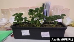 Җиләк үсентеләре