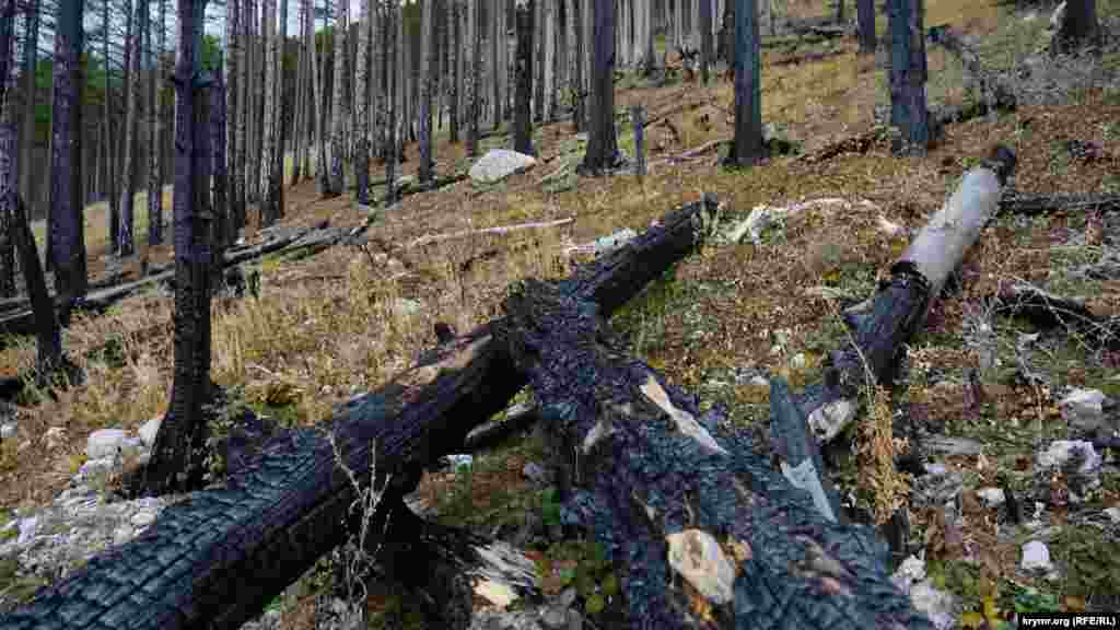 У деяких місцях заповідник до цих пір нагадує випалений лісоповал