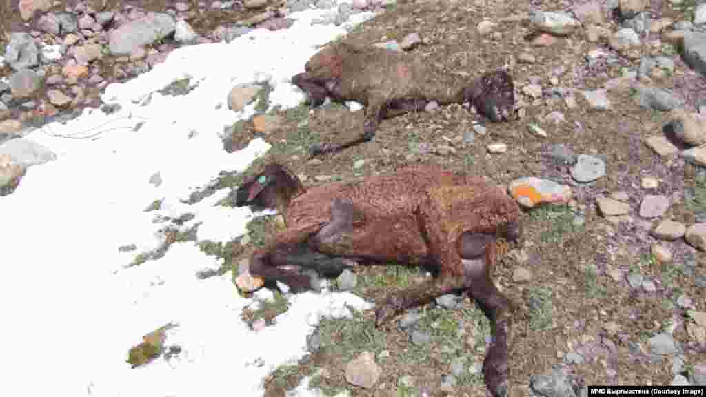 Өзгөчө кырдаалдар министри Бообек Ажикеев парламентте Ысык-Көлдүн Сырт өрөөнүндөгү калың кардан улам чыгымга учураган малдын санын айтты. Акыркы маалыматка ылайык, Ак-Суу районунда 378 кой-эчки, 142 бодо мал, 22 жылкы өлгөн. Жети-Өгүз районунда 610 кой, 13 топоз, үч жылкы өлдү.