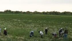 Sowuk howada ekinleri zaýalanan maryly daýhanlar ekişe täzeden girişýär