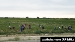 Illýustrasiýa suraty