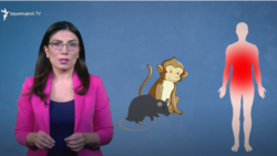 Ի՞նչ է Կապիկի ծաղիկը