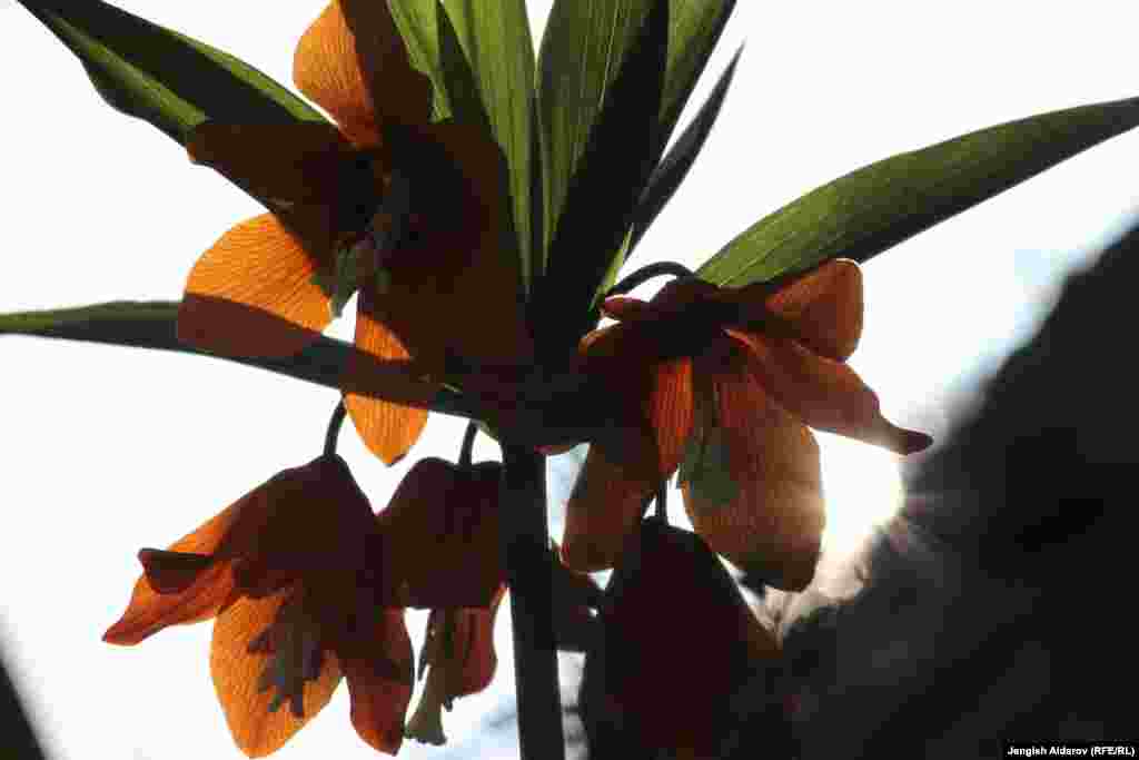 Бирок элдин эс алуусуна айланган тоодо гүлдүн жоголуу коркунучу негизги көйгөйгө айланган.&nbsp;