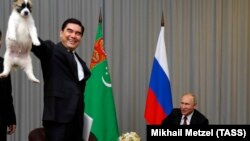 Soçi. Prezident G.Berdimuhamedow rus kärdeşi W.Putine güjük sowgat berýär. 11-nji oktýabr, 2017 ý.